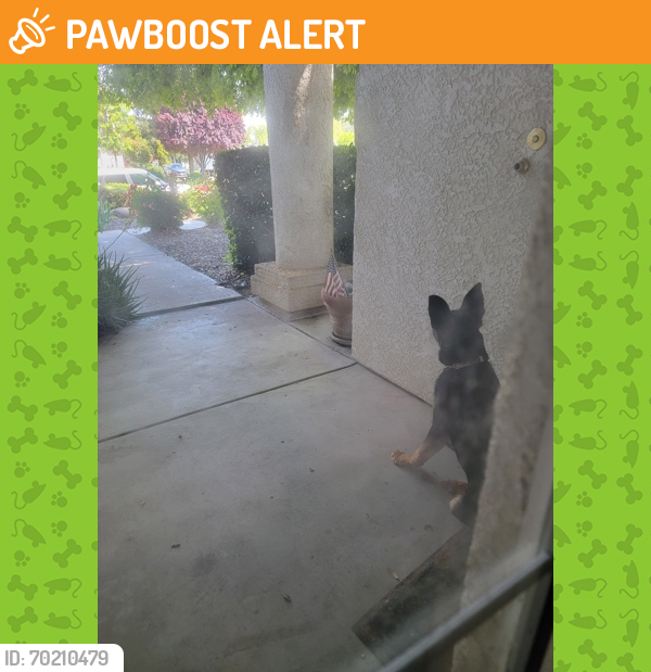 Shelter Stray Female Dog last seen Polk Avenue & Dakota Avenue, Fresno Zone Fresno City A 93722, CA, Fresno, CA 93706