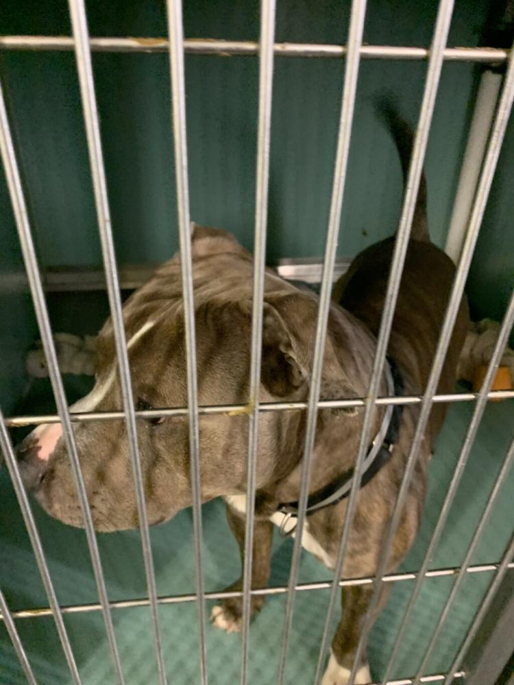 Shelter Stray Male Dog last seen Sedgwick Avenue, BRONX, NY, 10468, New York, NY 10029
