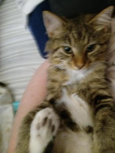 Lost Female Cat last seen QVC, Darlington County, SC 29532