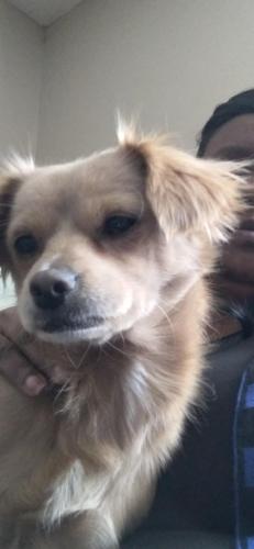 Lost Male Dog last seen Laredo Drive, Baldwin, GA 30531