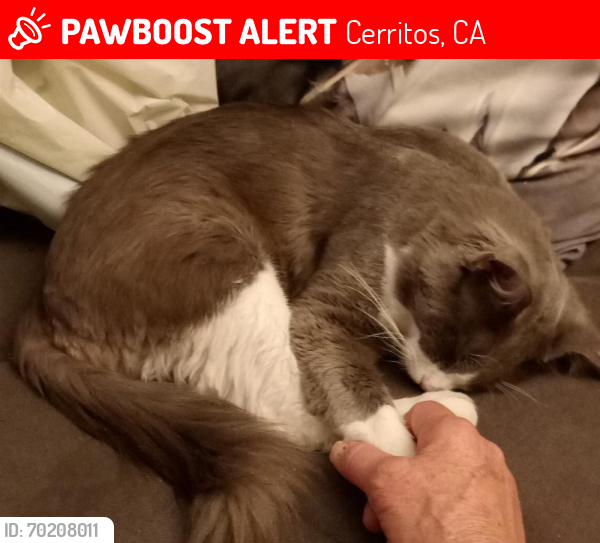 Lost Male Cat last seen Palo Verde and South St., Lkwd,, Cerritos, CA 90703