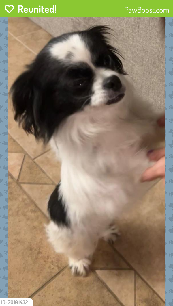 Reunited Female Dog last seen Sagebrush waterview ests subdivision , Fort Bend County, TX 77407