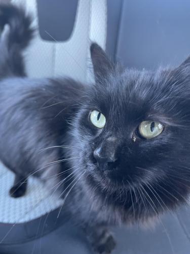 Lost Female Cat last seen Palmyra Drive, Long Beach, MS 39560