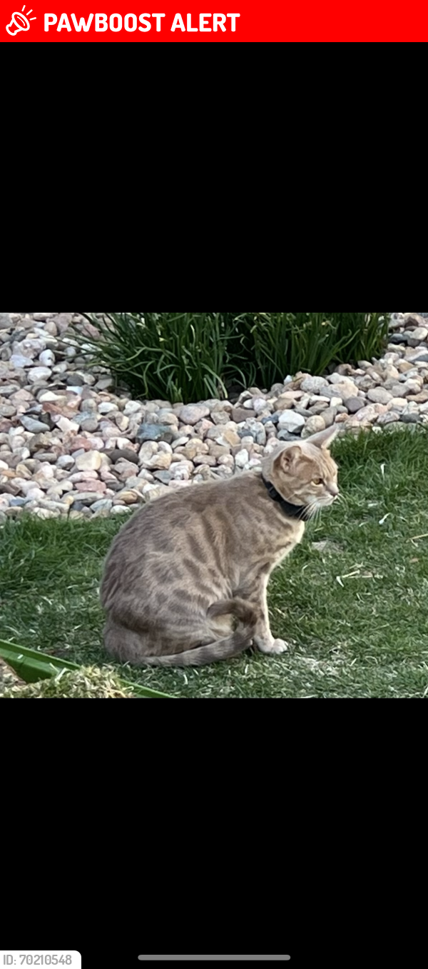 Lost Male Cat last seen Highlands Ranch Parkway and Wildcat Reserve Parkway, Highlands Ranch, CO 80129