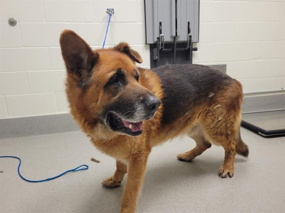Shelter Stray Male Dog last seen HIGHLAND/SUNRISE, Auburn, CA 95603