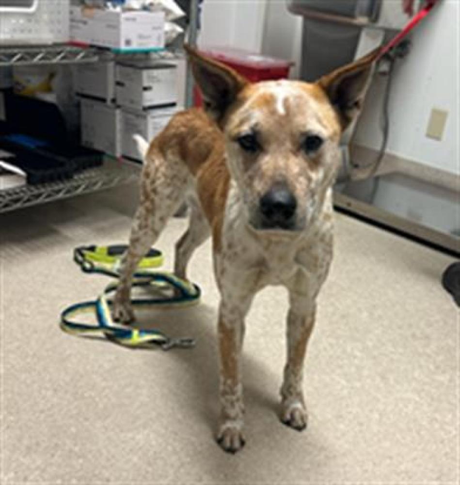Shelter Stray Male Dog last seen Near BLOCK GASKELL RD, ROSAMOND CA 93560, Bakersfield, CA 93308