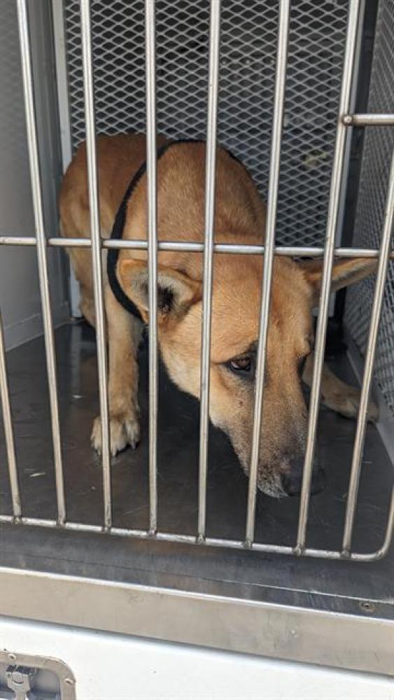 Shelter Stray Male Dog last seen Near BLOCK 46 HWY, WASCO CA 93280, Bakersfield, CA 93308