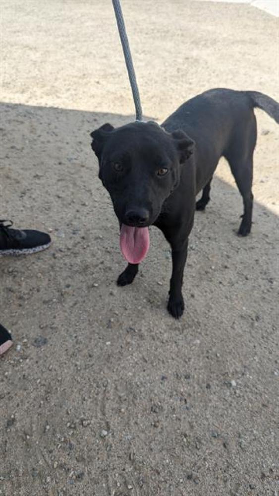 Shelter Stray Female Dog last seen Near BLOCK OAK ST, TAFT CA 93268, Bakersfield, CA 93308