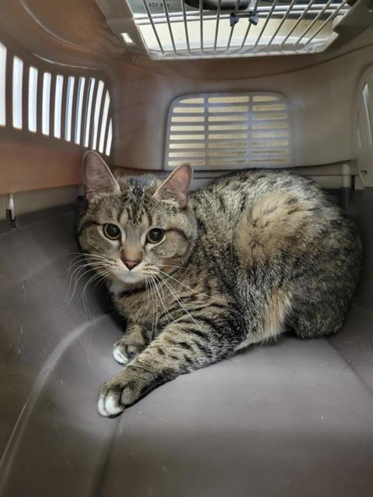 Shelter Stray Female Cat last seen Near BLOCK S BOULDER PINES, WEST VALLEY CITY UT 84123, West Valley City, UT 84120