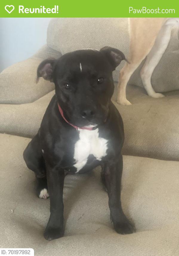 Reunited Female Dog last seen East Knoxville , Knoxville, TN 37914