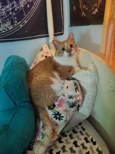 Lost Male Cat last seen Fairway Drive and 85th Ave, Saint John, IN 46373