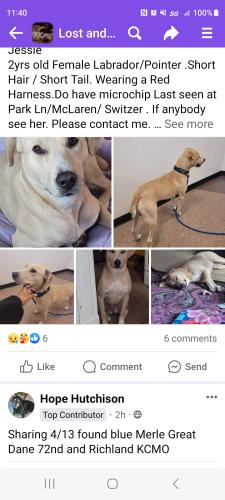 Lost Female Dog last seen McLaren/ Switzer , St. Louis, MO 63147