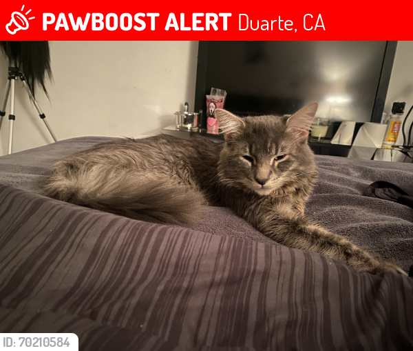 Lost Male Cat last seen Bradbourne trailer park , Duarte, CA 91010