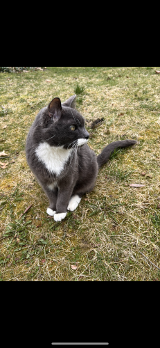 Lost Male Cat last seen Outer Drive & Wilson Avenue - a few blocks west of Little Cesar’s , Dearborn, MI 48128