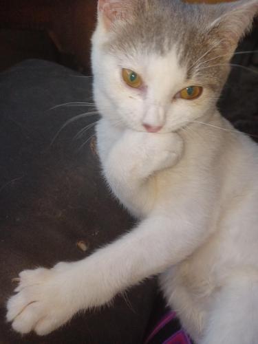 Lost Female Cat last seen Southview avenue and Vista drive and East end avenue, Warner Robins, GA 31088