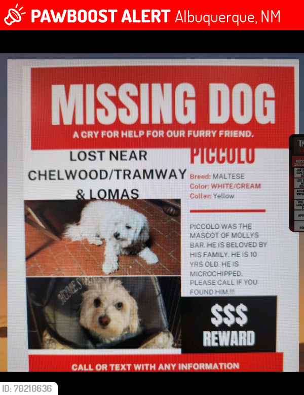 Lost Male Dog last seen Chelwood Park and Tramway and Lomas in Albuquerque, Albuquerque, NM 87112