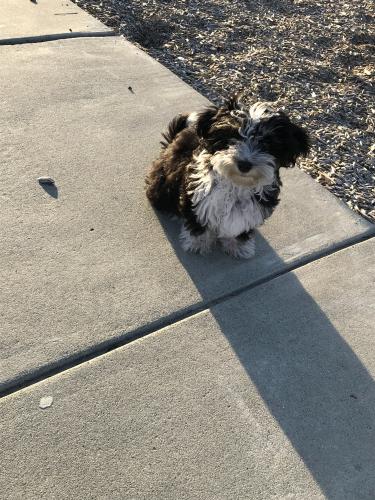 Lost Female Dog last seen Newpark mall, Newark, CA 94560