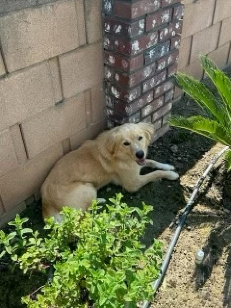Shelter Stray Male Dog last seen Highland & E Saginaw, Selma Zone Fresno CO 3 93662, , Fresno, CA 93706