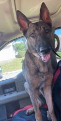 Lost Male Dog last seen Amherst Va, Amherst, VA 24521