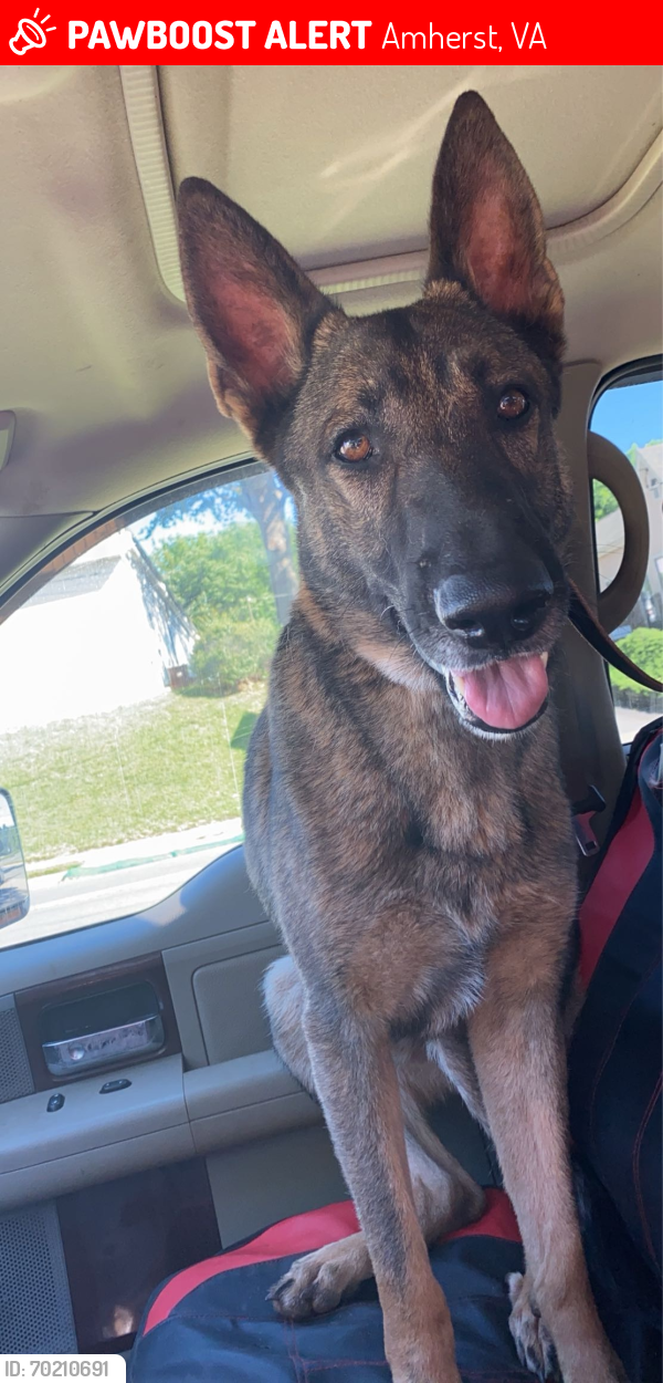 Lost Male Dog last seen Amherst Va, Amherst, VA 24521