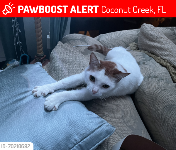 Lost Female Cat last seen Inside of the karanda 3 neighborhood in the twp. , Coconut Creek, FL 33063