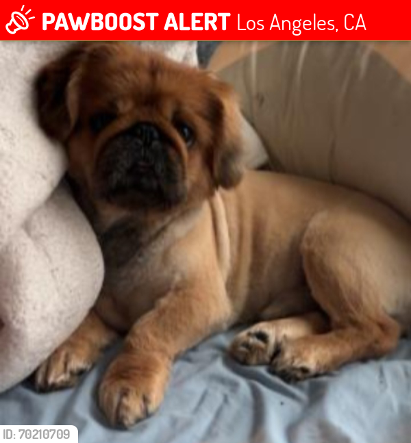 Lost Male Dog last seen Little tokyo, Los Angeles, CA 90012