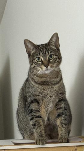 Lost Female Cat last seen Waterford Pl, Loveland, OH 45140
