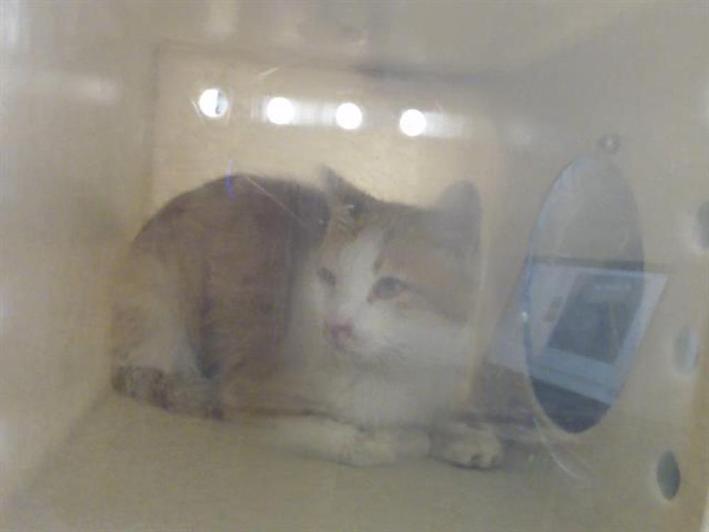 Shelter Stray Unknown Cat last seen Near BLOCK N VIRGINIA ST, RENO NV 89506, Reno, NV 89502