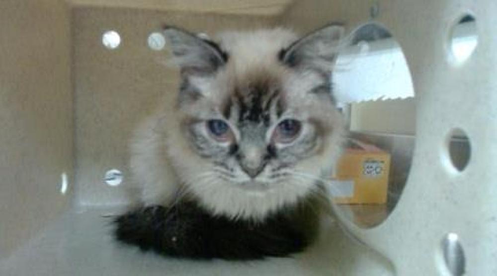 Shelter Stray Male Cat last seen ALAMEDA & ZUNI, DENVER, CO, Denver, CO 80223