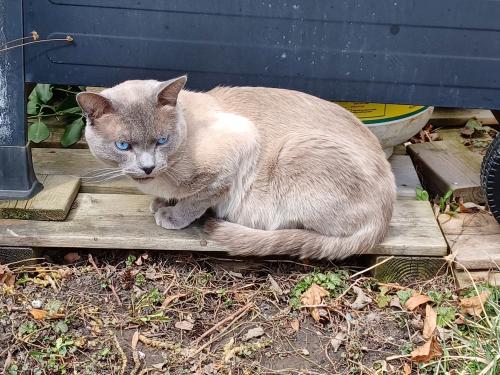 Lost Male Cat last seen Combermere Drive, Toronto, ON M3A 2W4