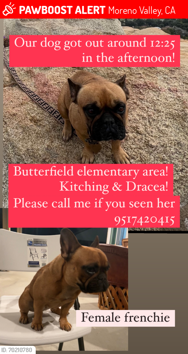 Lost Female Dog last seen Kitching && Dracea 92553, Moreno Valley, CA 92551