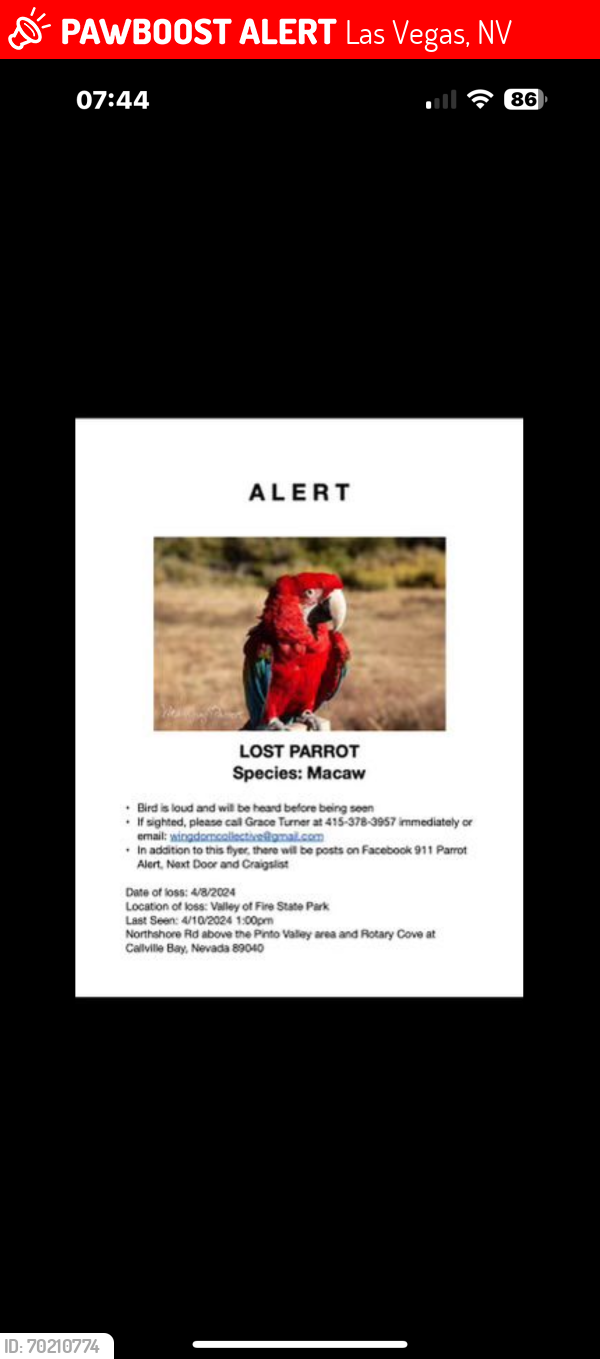 Lost Female Bird last seen Skyridge Community. Skye Canyon. 95 Highway , Las Vegas, NV 89101