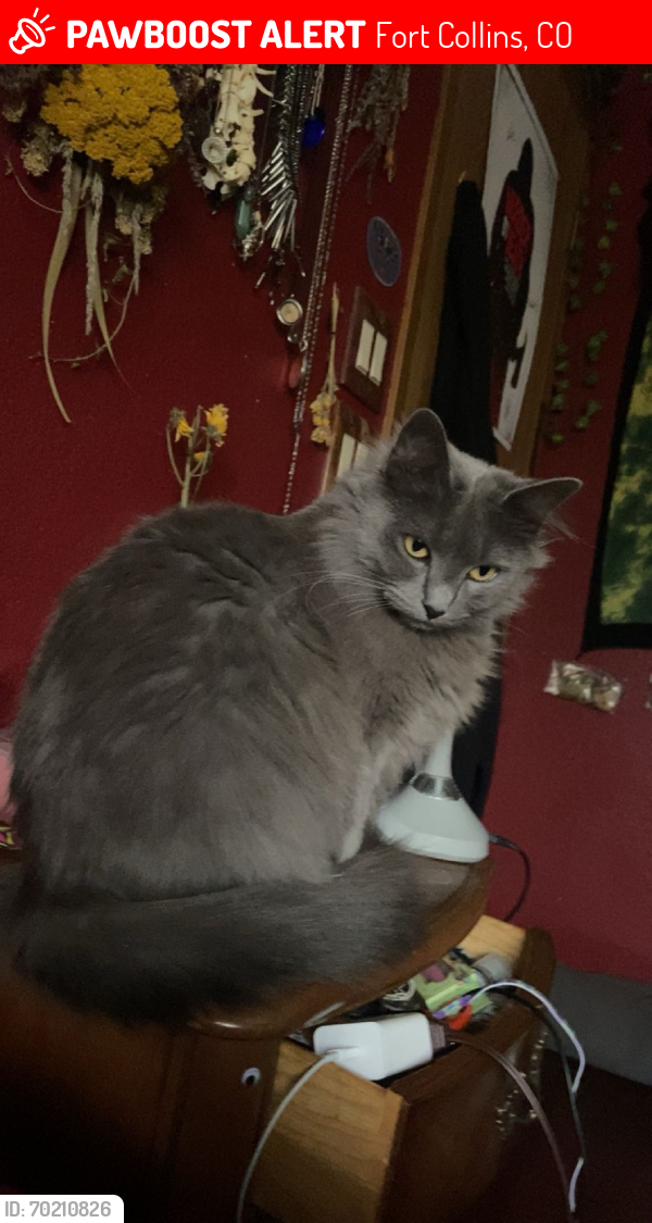 Lost Female Cat last seen horsetooth and taft hill, Fort Collins, CO 80526