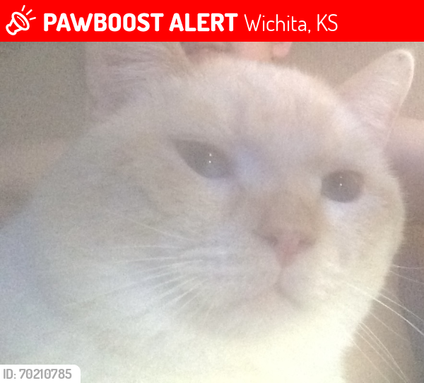 Lost Male Cat last seen Near S Yellowstone St, Wichita, KS 67215