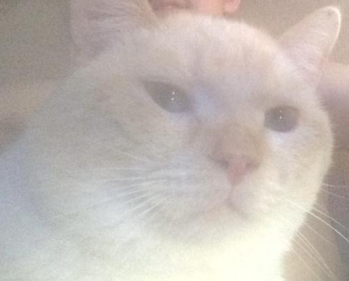 Lost Male Cat last seen Near S Yellowstone St, Wichita, KS 67215