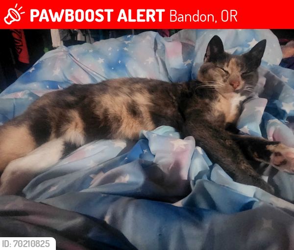 Lost Female Cat last seen Hwy 101 bandon, Bandon, OR 97411