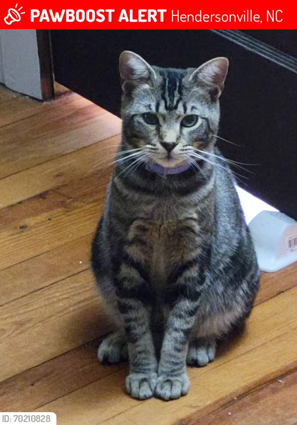 Lost Male Cat last seen Half Moon Trail and Ballantyne Commons Circle , Hendersonville, NC 28792