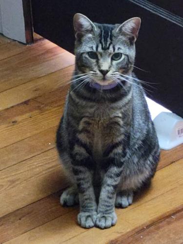 Lost Male Cat last seen Half Moon Trail and Ballantyne Commons Circle , Hendersonville, NC 28792