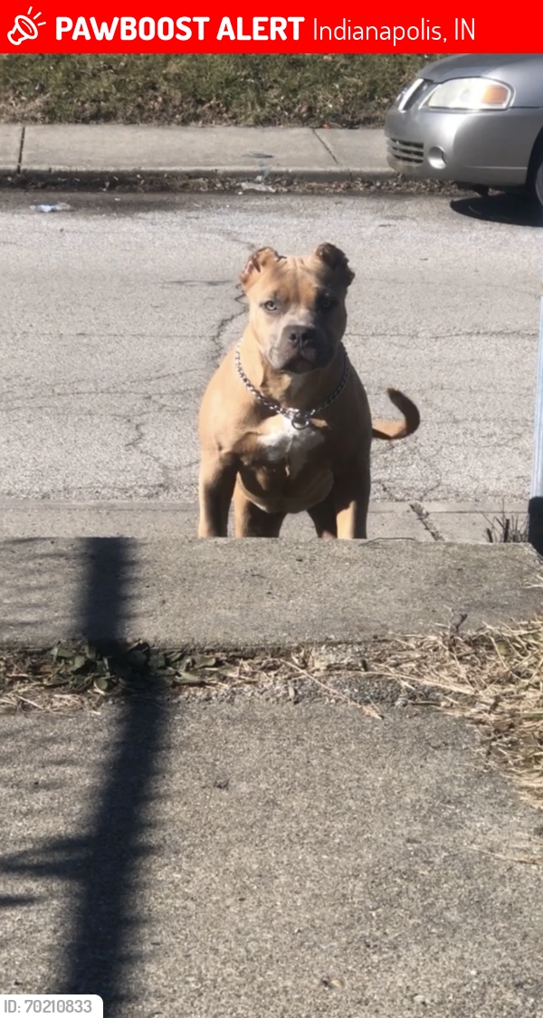 Lost Female Dog last seen Near long bakers West 16th st , Indianapolis, IN 46222