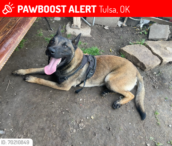 Lost Male Dog last seen Utica and pine , Tulsa, OK 74106
