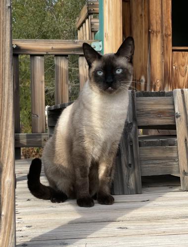 Lost Male Cat last seen Deer Springs and Torrey Pines, Las Vegas, NV 89131
