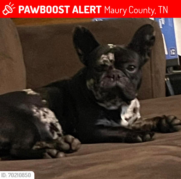 Lost Female Dog last seen Ridge road Columbia Tennessee , Maury County, TN 38401