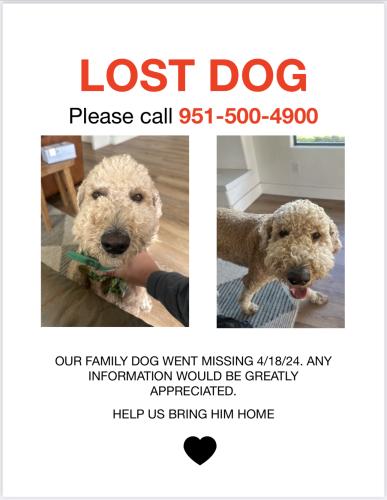 Lost Male Dog last seen Jackson and Cleveland , Riverside, CA 92503