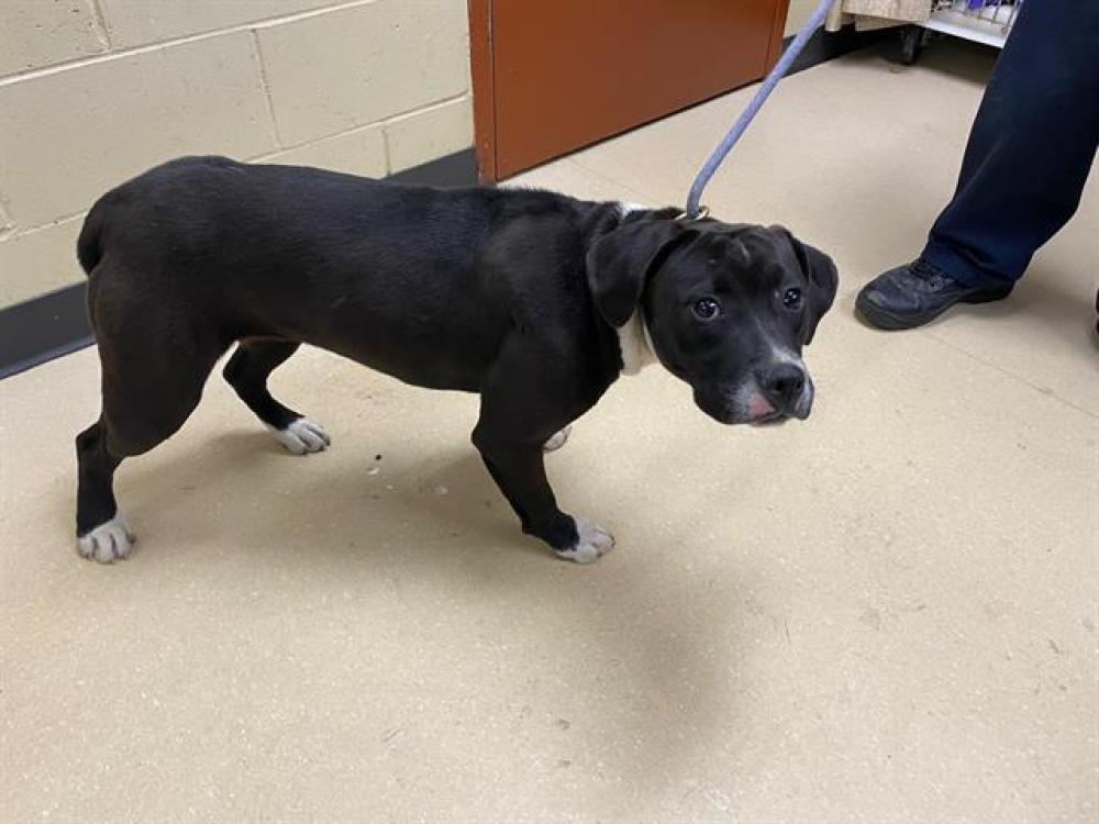 Shelter Stray Female Dog last seen , West Milwaukee, WI 53215