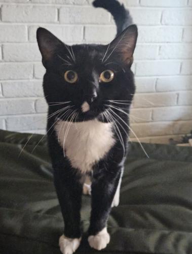 Lost Male Cat last seen E W.T. Harris Blvd and Hickory Grove Rd byWalgreens , Charlotte, NC 28227