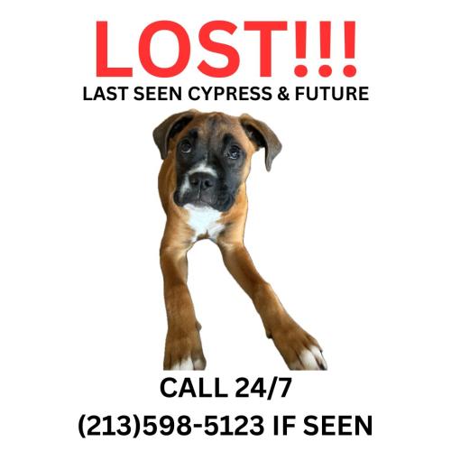 Lost Female Dog last seen Cypress & Future, Los Angeles, CA 90065