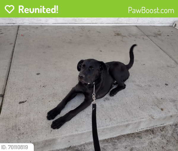 Reunited Male Dog last seen Walmart , Albuquerque, NM 87123