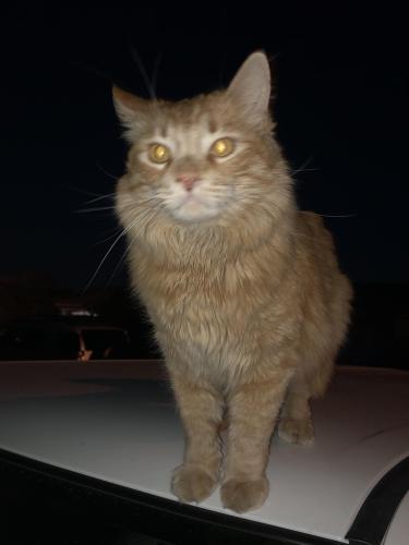 Lost Male Cat last seen Alta Vista Park, Sun City, AZ 85363