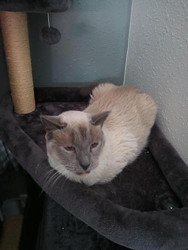 Lost Male Cat last seen 8th St between 14&15th Ave, Greeley, CO 80631