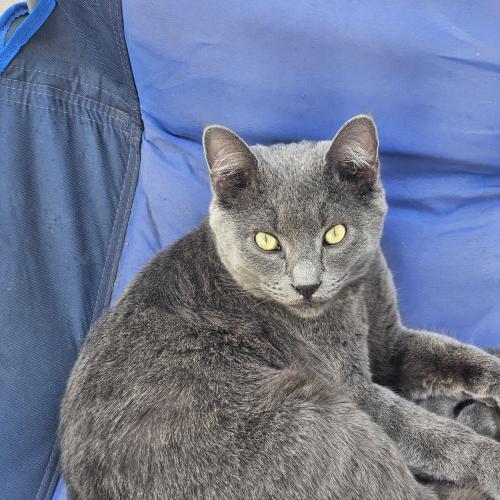 Lost Male Cat last seen Scism and Dearborn , Nampa, ID 83686